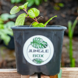 Piper rubesioides poivrier