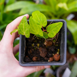 Piper rubesioides poivrier