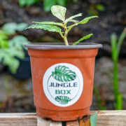 Pellionia repens variegata – Variegated tropical plant for terrariums | JungleBox