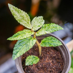 Pellionia repens variegata – Variegated tropical plant for terrariums | JungleBox