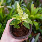 Pellionia repens variegata – Variegated tropical plant for terrariums | JungleBox