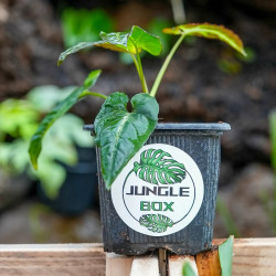 Syngonium Rayii dark