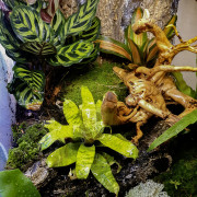 Atelier terrarium
