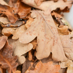Feuilles naturelles pour terrarium