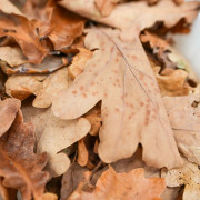 Feuilles naturelles pour terrarium