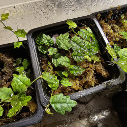 Ficus pumila quercifolia – Plante rampante miniature pour terrarium | JungleBox