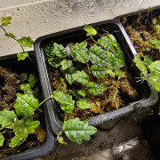 Ficus pumila quercifolia – Plante rampante miniature pour terrarium | JungleBox