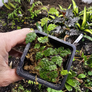 Ficus pumilia quercifolia