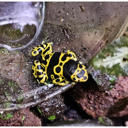 Dendrobates leucomelas female