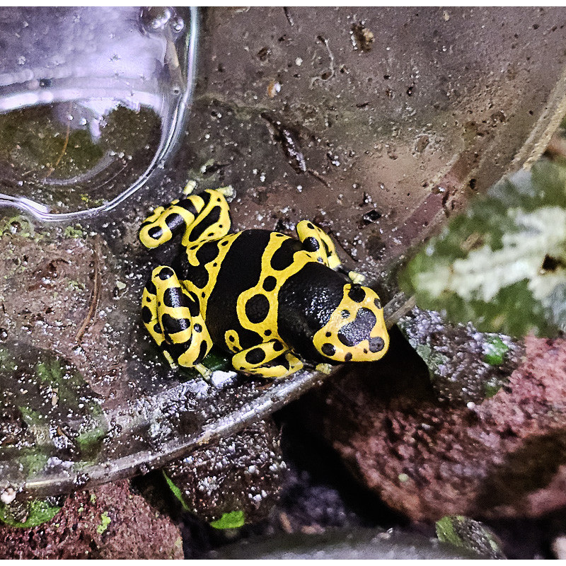 Dendrobates leucomelas à vendre | Dendrobate jaguar | JungleBox