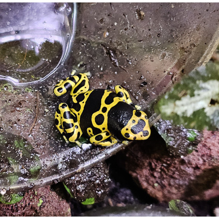 Dendrobates leucomelas female