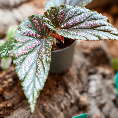 Begonia maculata "Pink spot
