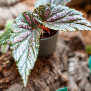 Begonia maculata "Pink spot