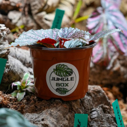 Begonia maculata Pink Spot – Bégonia à pois rose