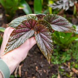 Begonia maculata Pink Spot – Bégonia à pois rose
