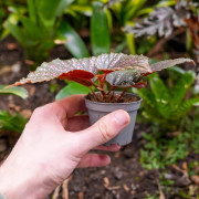 Begonia maculata Pink Spot – Bégonia à pois rose