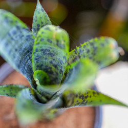 Neoregelia pauciflora 2