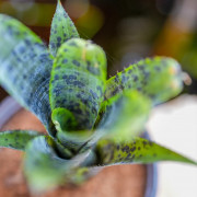 Neoregelia pauciflora – Broméliacée tropicale miniature pour terrarium et déco végétale