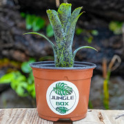 Neoregelia pauciflora 2