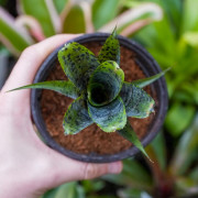 Neoregelia pauciflora – Broméliacée tropicale miniature pour terrarium et déco végétale