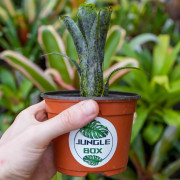 Neoregelia pauciflora – Broméliacée tropicale miniature pour terrarium et déco végétale