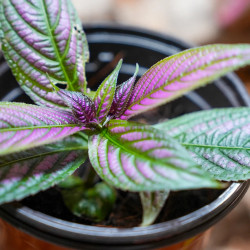 Strobilanthes dyerianus – Plante Pourpre Tropicale