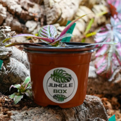 Strobilanthes dyerianus – Plante Pourpre Tropicale