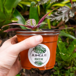 Strobilanthes dyerianus – Plante Pourpre Tropicale