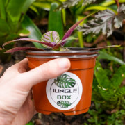 Strobilanthes dyerianus – Plante Pourpre Tropicale