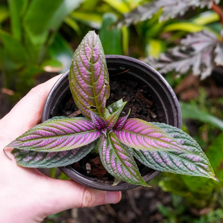 Strobilanthes dyerianus