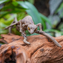 Réplique Gecko Feuille de Madagascar – Uroplatus fantasticus échelle 1:1 | Sculpture réaliste sur commande