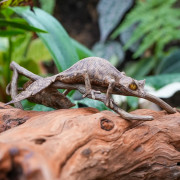Réplique de Gecko Feuille de Madagascar (Uroplatus fantasticus) – Échelle 1:1