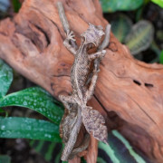 Réplique de Gecko Feuille de Madagascar (Uroplatus fantasticus) – Échelle 1:1