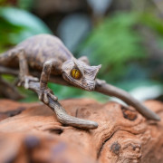 Réplique de Gecko Feuille de Madagascar (Uroplatus fantasticus) – Échelle 1:1
