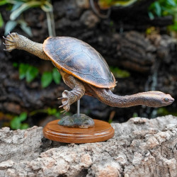 Snake-Necked Turtle Replica – Realistic 1:1 Scale Handmade Sculpture | Chelodina species