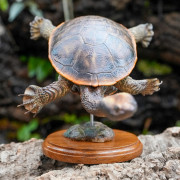 Snake-Necked Turtle Replica – Realistic 1:1 Scale Handmade Sculpture | Chelodina species