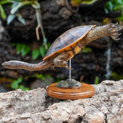 Snake-Necked Turtle Replica – Realistic 1:1 Scale Handmade Sculpture | Chelodina species