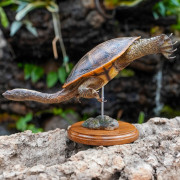 Snake-Necked Turtle Replica – Realistic 1:1 Scale Handmade Sculpture | Chelodina species