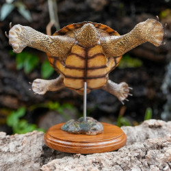 Réplique Tortue à cou de serpent – Sculpture réaliste échelle 1:1 | Chelodina sp.
