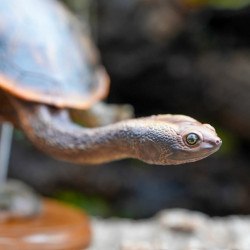 Snake-Necked Turtle Replica – Realistic 1:1 Scale Handmade Sculpture | Chelodina species