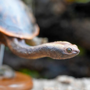 Réplique Tortue à cou de serpent – Sculpture réaliste échelle 1:1 | Chelodina sp.