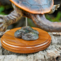 Snake-Necked Turtle Replica – Realistic 1:1 Scale Handmade Sculpture | Chelodina species