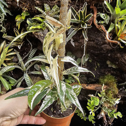 Ficus sagittata 'Variegata'