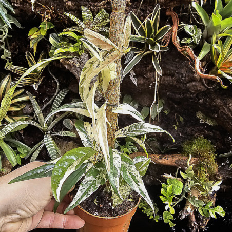 Ficus sagittata 'Variegata'