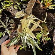 Ficus sagittata ‘Variegata’ – Plante tropicale panachée rare d’intérieur et terrarium