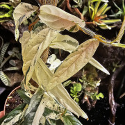 Ficus sagittata ‘Variegata’ – Plante tropicale panachée rare d’intérieur et terrarium