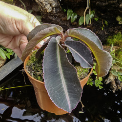 Labisia pumila – Plante médicinale rare | JungleBox