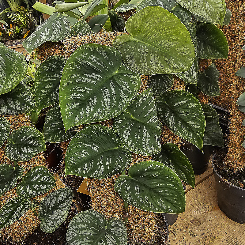 Monstera dubia 40/50cm