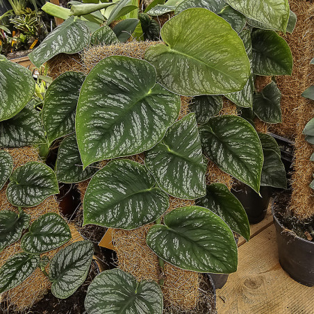 Monstera dubia 40/50cm