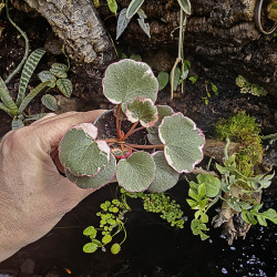 Saxifraga stolonifera tricolor